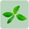Stevia Rebaudiana