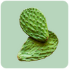 Nopal