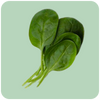 Stevia Rebaudiana