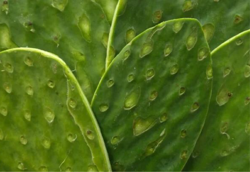 Nopal