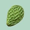 Nopal