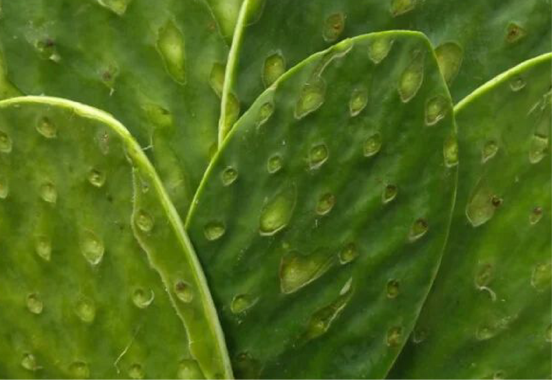 Nopal