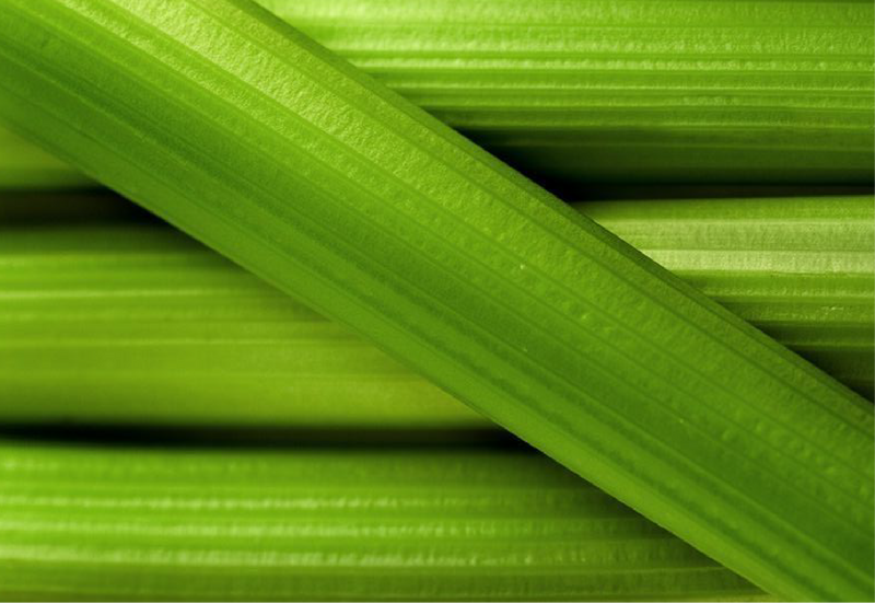 Apio